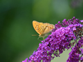 Kaisermantel auf Schmetterlingstrauch